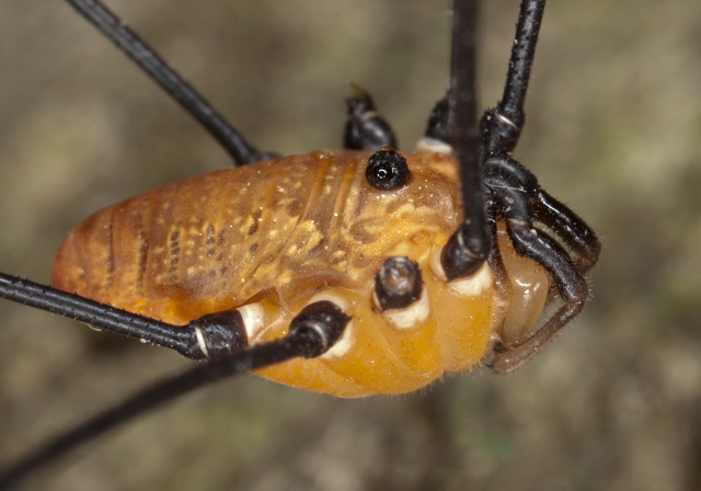 Leiobunum nigropalpi Sclerosomatidae