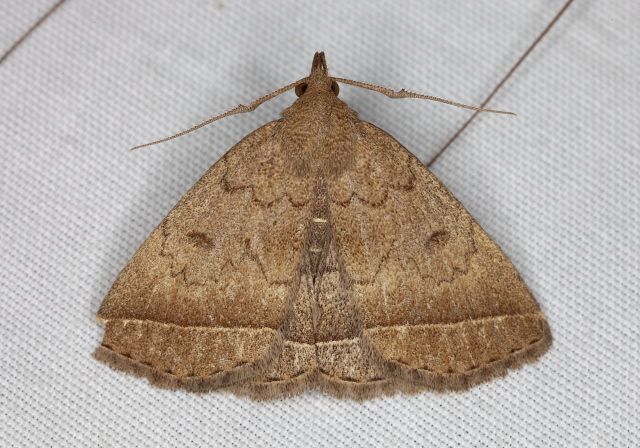 Zanclognatha jacchusalis Erebidae