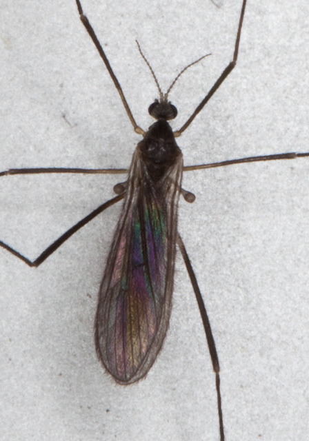 Ormosia sp.? Limoniidae