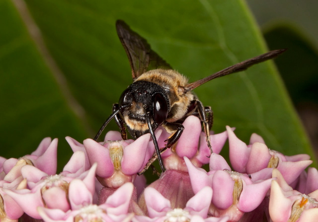 Megachile sculpturalis Megachilidae