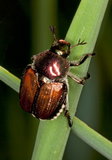 Popillia japonica Scarabaeidae