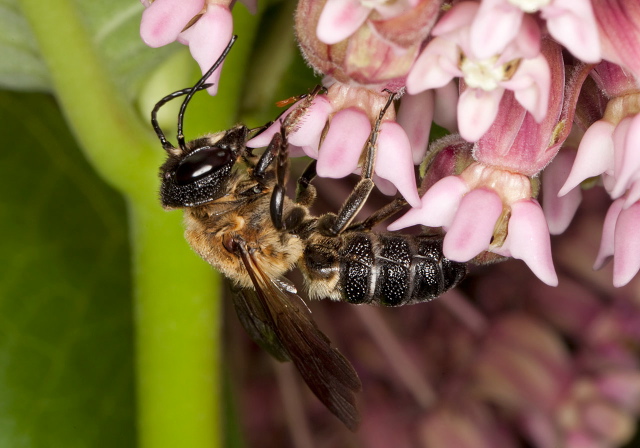 Megachile sculpturalis Megachilidae