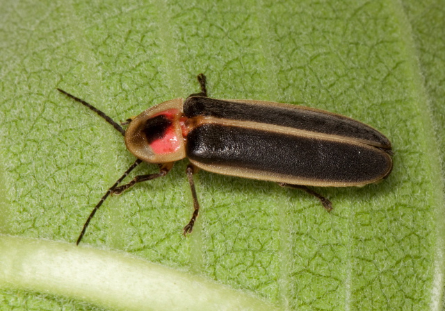 Photinus sp. Lampyridae