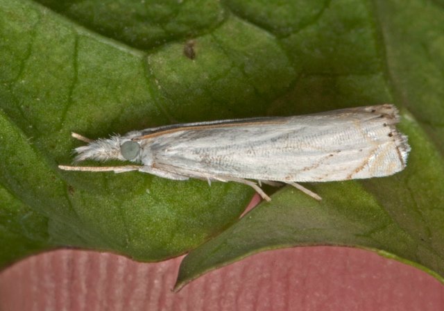 Crambus albellus Crambidae