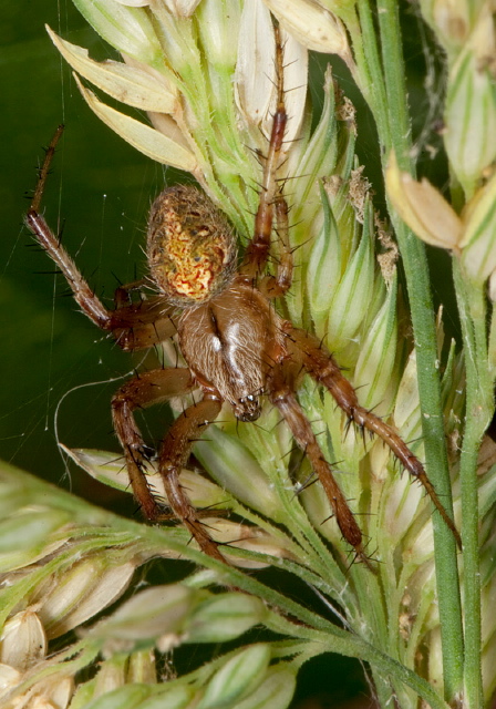 Neoscona arabesca Araneidae