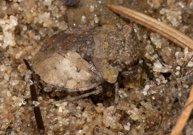 Gelastocoris oculatus Gelastocoridae