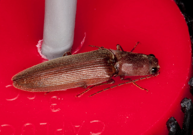 Ex-ctenicera pyrrhos Elateridae