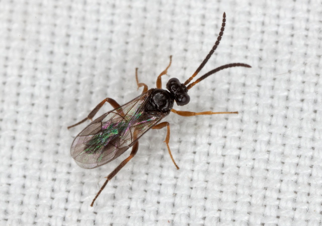   Braconidae