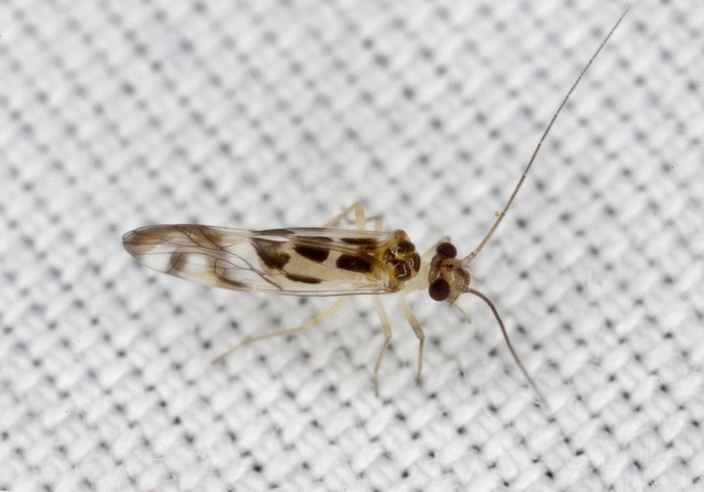 Graphopsocus cruciatus Stenopsocidae