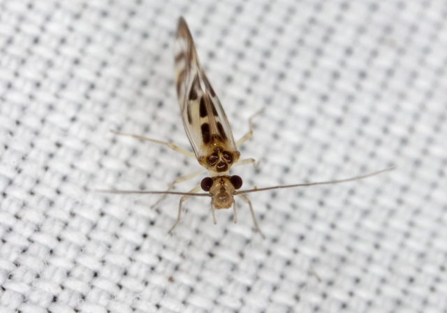 Graphopsocus cruciatus Stenopsocidae