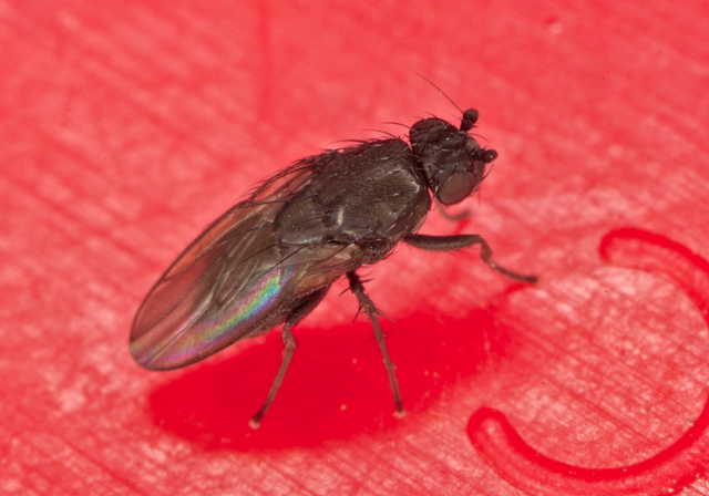   Sphaeroceridae