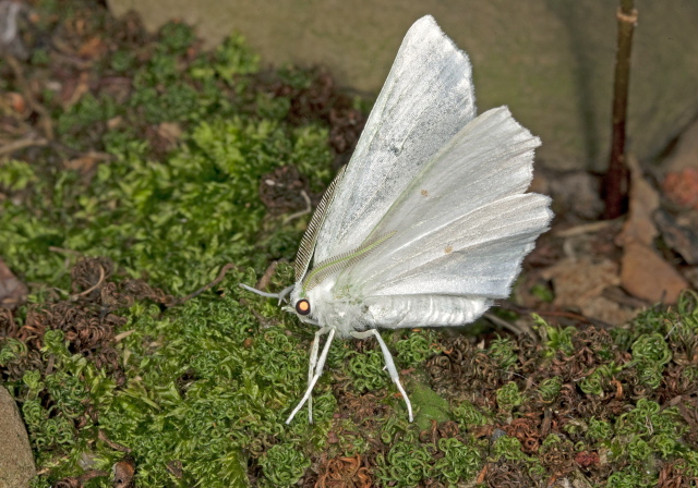 Ennomos subsignaria Geometridae