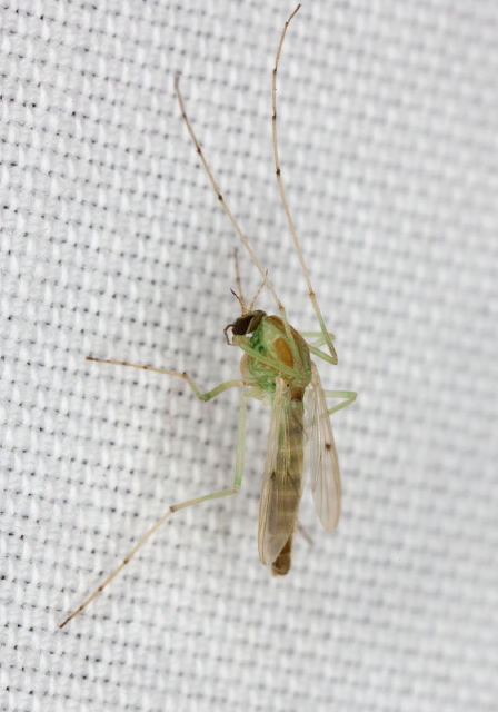 Chironomus (Chironomus) sp. Chironomidae