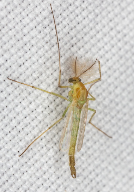 Cryptochironomus blarina? Chironomidae