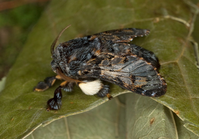 Phobetron pithecium Limacodidae