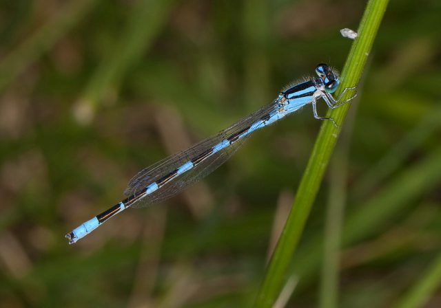 Enallagma carunculatum Coenagrionidae