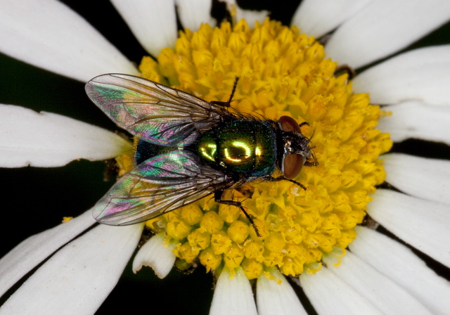 Lucilia cluvia? Calliphoridae