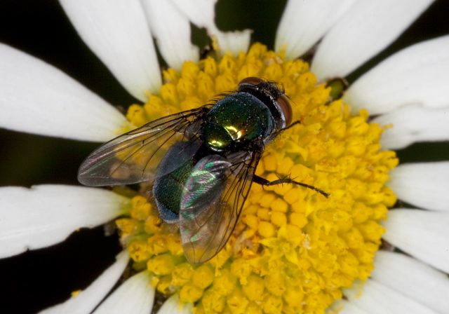 Lucilia cluvia? Calliphoridae