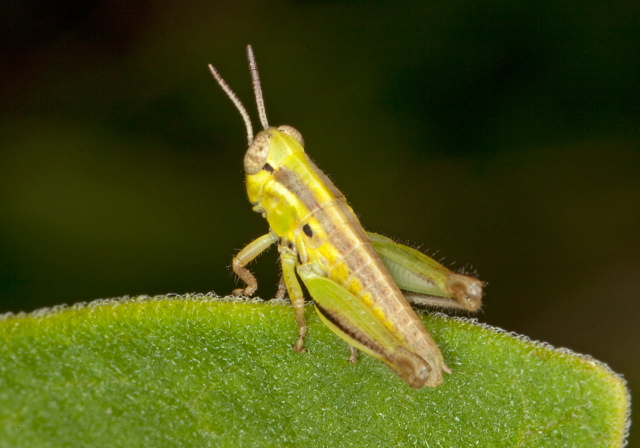 Melanoplus bivittatus Acrididae