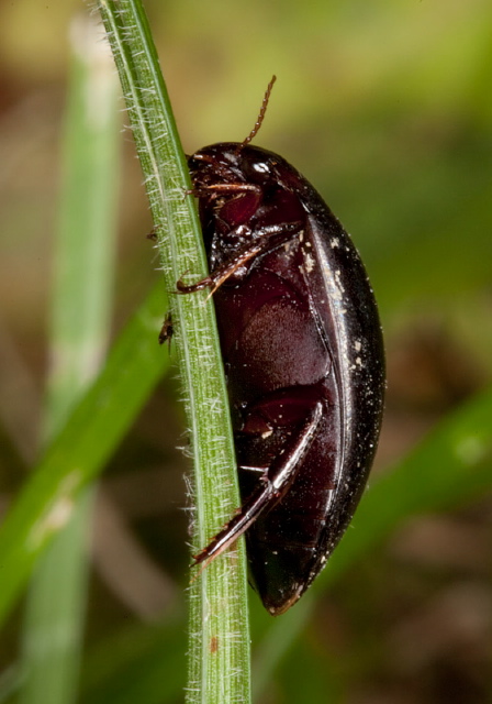 Ilybius sp. Dytiscidae