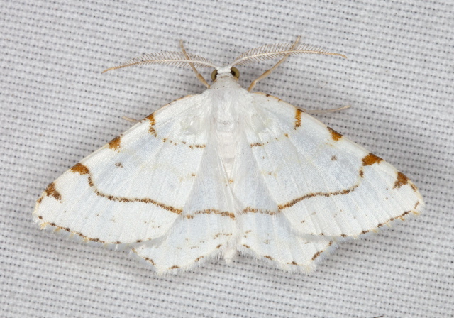 Speranza pustularia Geometridae