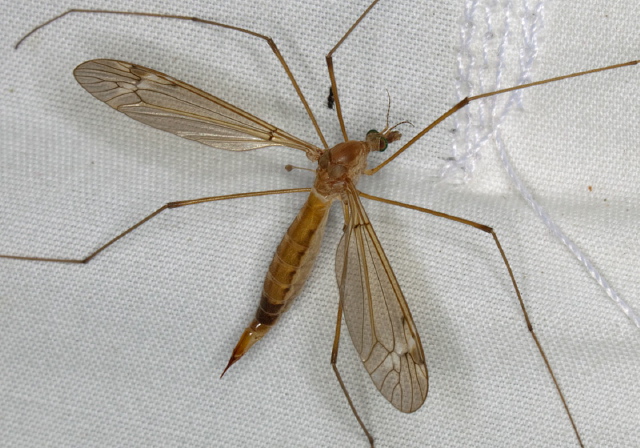 Tipula (Lunatipula) submaculata Tipulidae