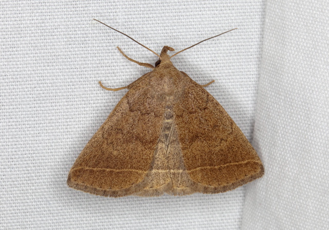 Zanclognatha marcidilinea Erebidae