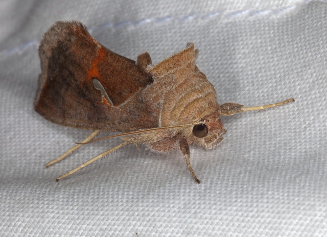 Anagrapha falcifera Noctuidae