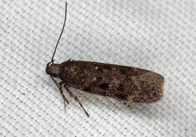 Aroga sp.? Gelechiidae