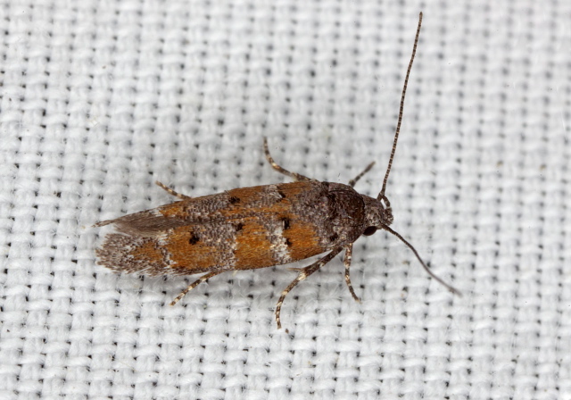 Coleotechnites chilcotti Gelechiidae