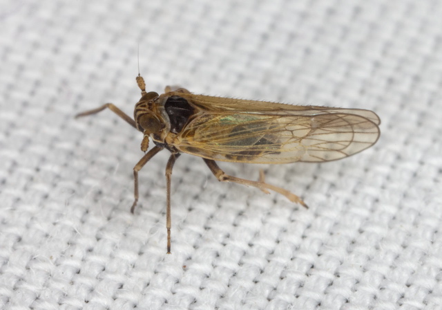 Javesella pellucida Delphacidae