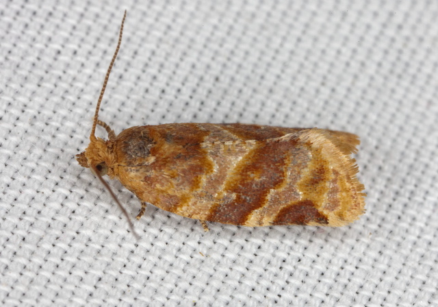 Argyrotaenia pinatubana Tortricidae