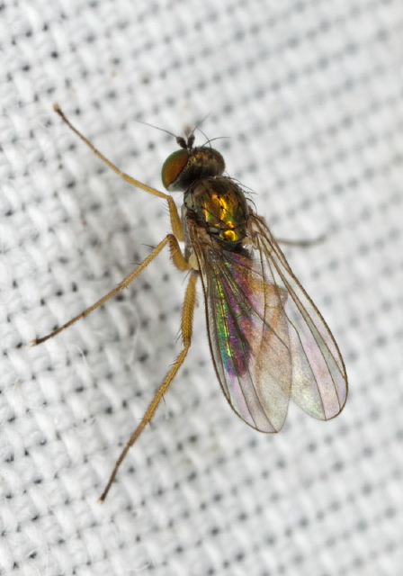   Dolichopodidae