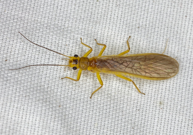 Perlesta sp. Perlidae