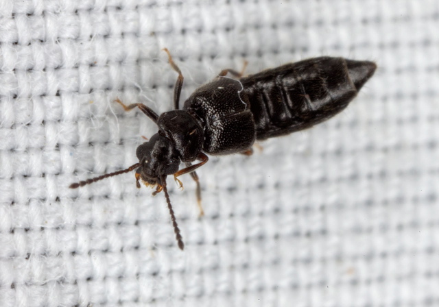 Carpelimus sp. Staphylinidae