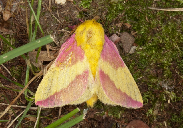 Dryocampa rubicunda Saturniidae