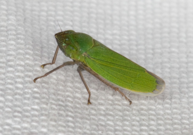 Helochara communis Cicadellidae