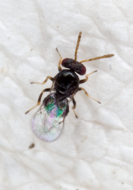   Eulophidae