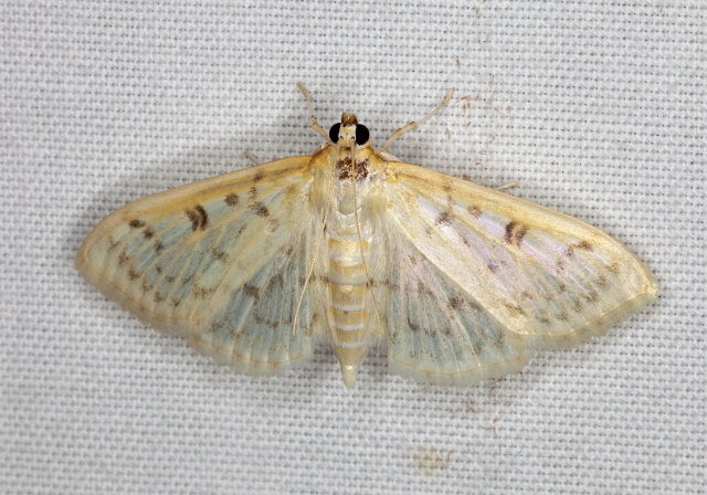 Herpetogramma abdominalis? Crambidae