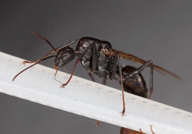 Camponotus (Camponotus) pennsylvanicus? Formicidae