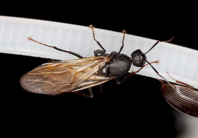 Camponotus (Camponotus) pennsylvanicus? Formicidae