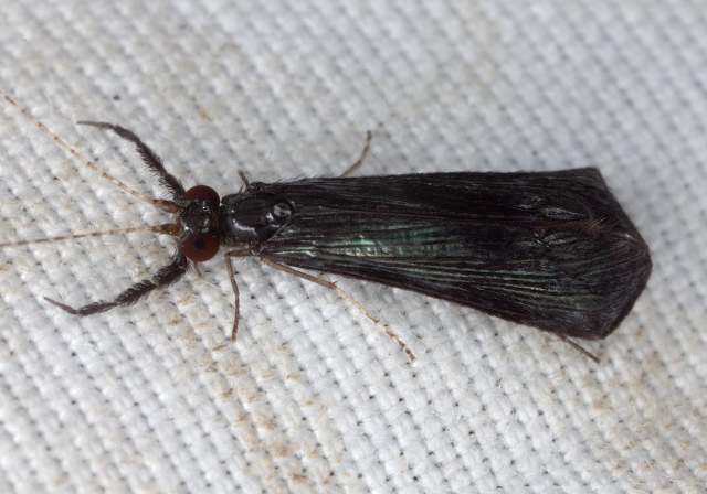 Mystacides sepulchralis Leptoceridae