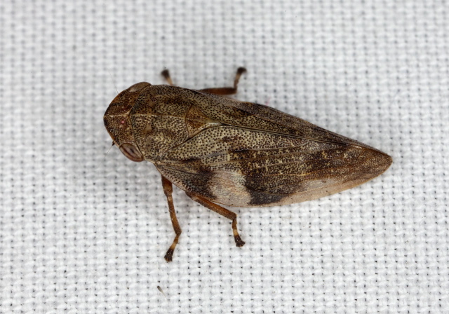 Aphrophora alni Cercopidae