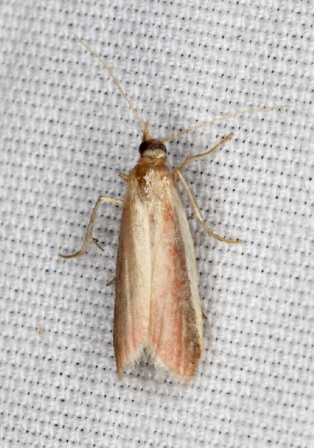 Peoria approximella Pyralidae