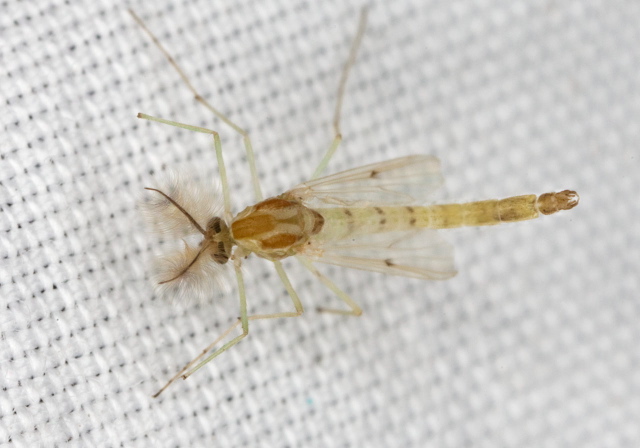 Chironomus sp.? Chironomidae