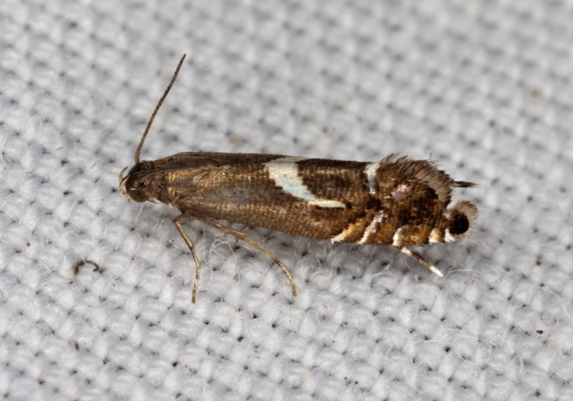 Diploschizia impigritella Glyphipterigidae