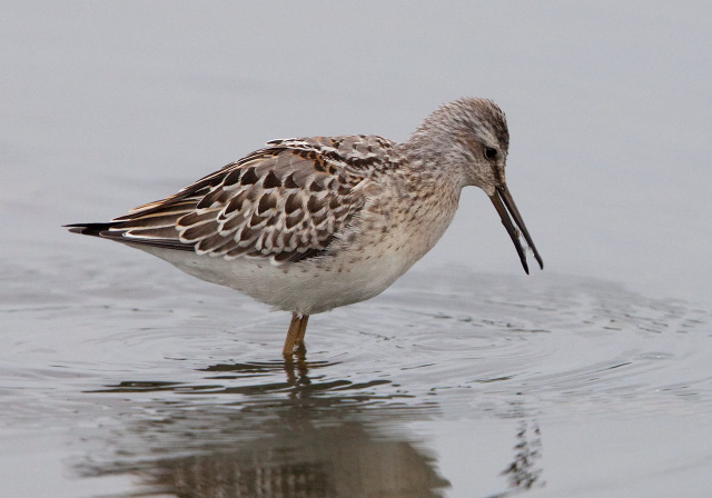 Calidris himantopus Scolopacidae