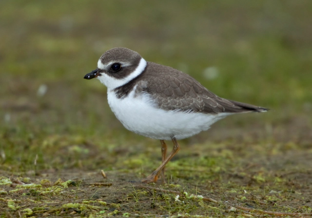 Charadrius semipalmatus Charadriidae