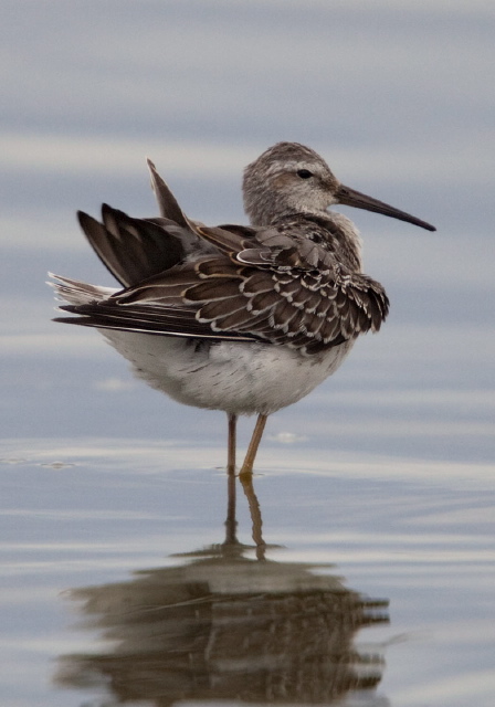 Calidris himantopus Scolopacidae