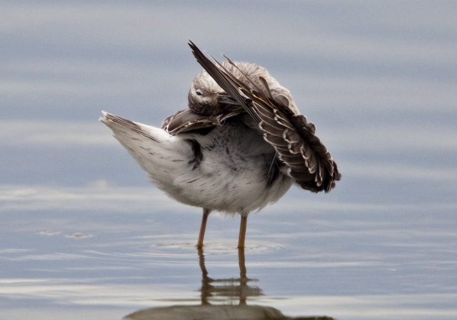 Calidris himantopus Scolopacidae